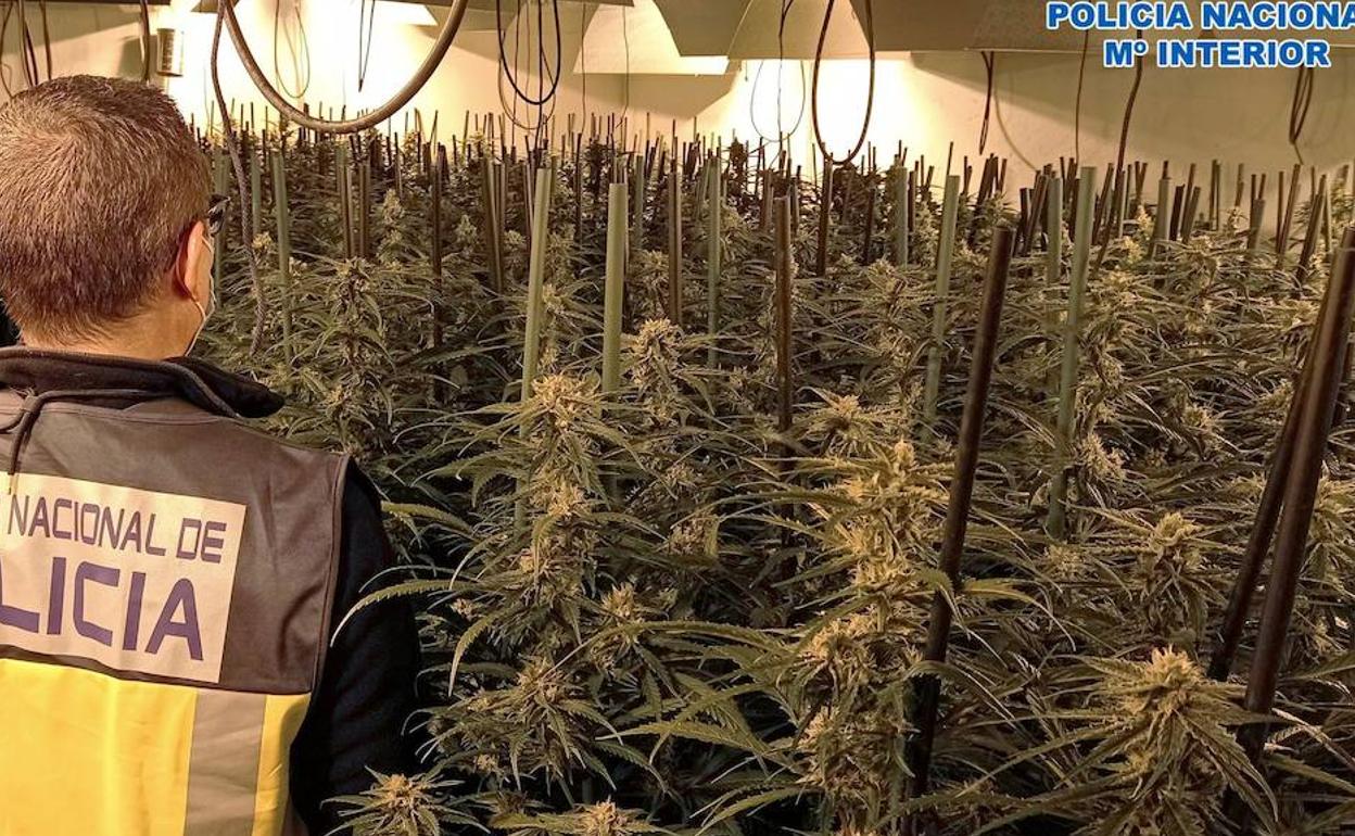 La intervención se salda con más de 3.000 plantas de marihuana intervenidas. 