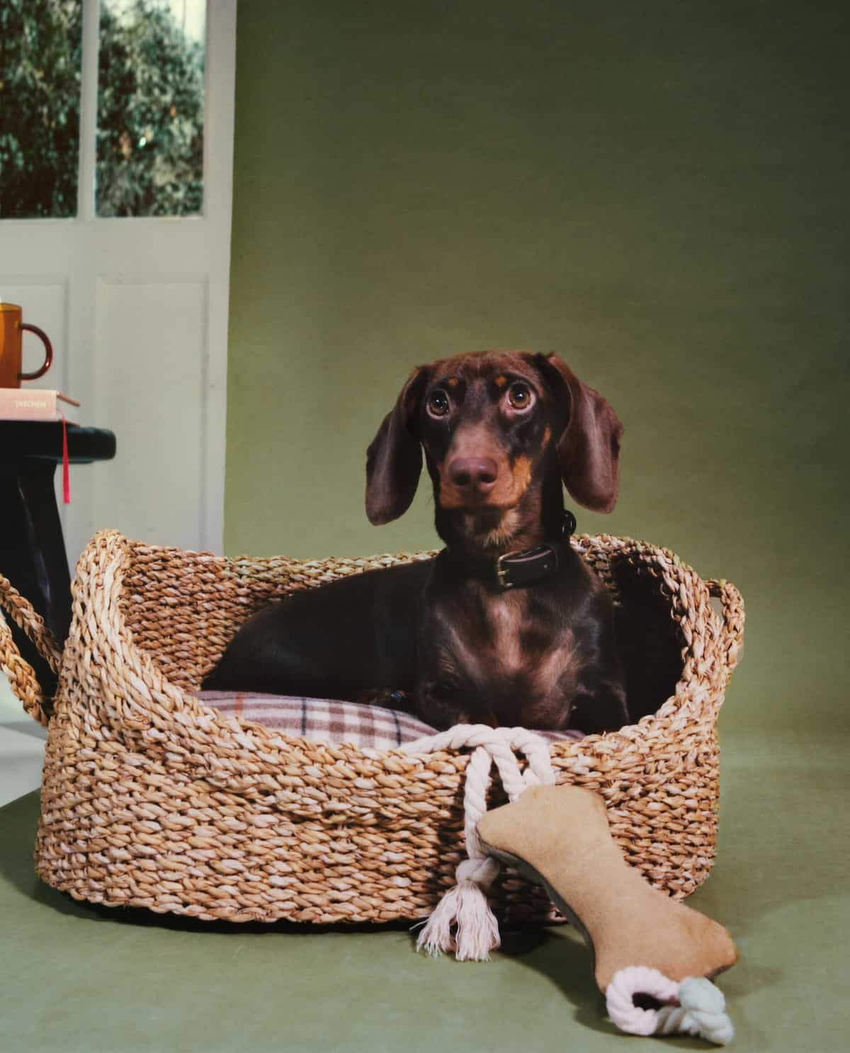 Imagen secundaria 2 - Zara lanza una línea para perros con ropa y accesorios caninos