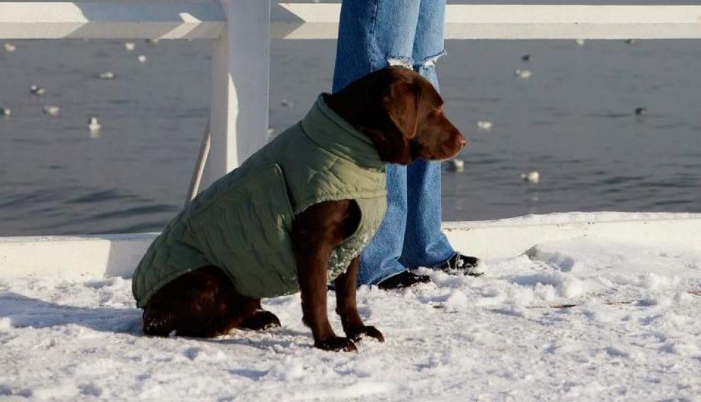 Imagen secundaria 1 - Zara lanza una línea para perros con ropa y accesorios caninos