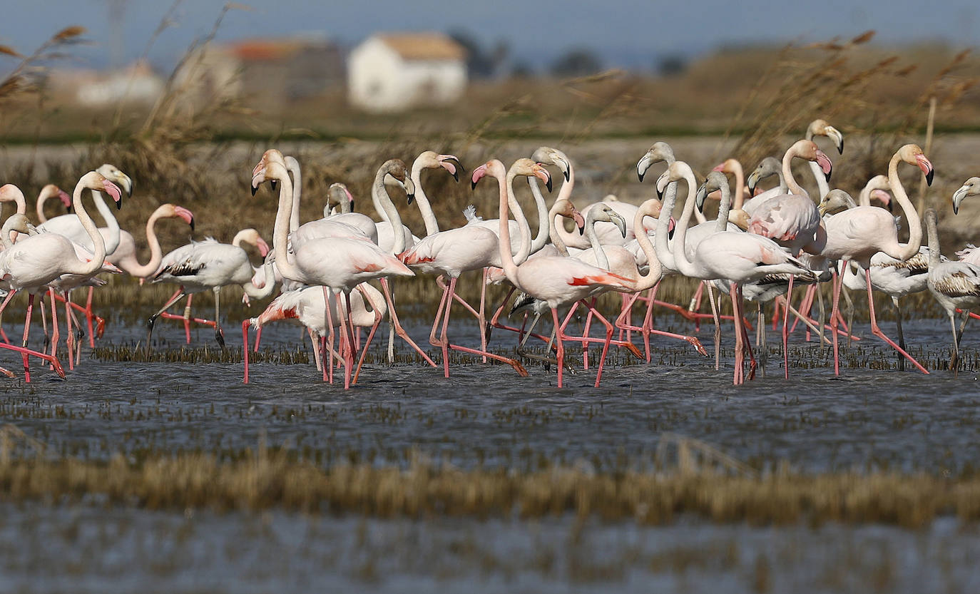 Fotos: La Albufera de Valencia brilla con luz propia