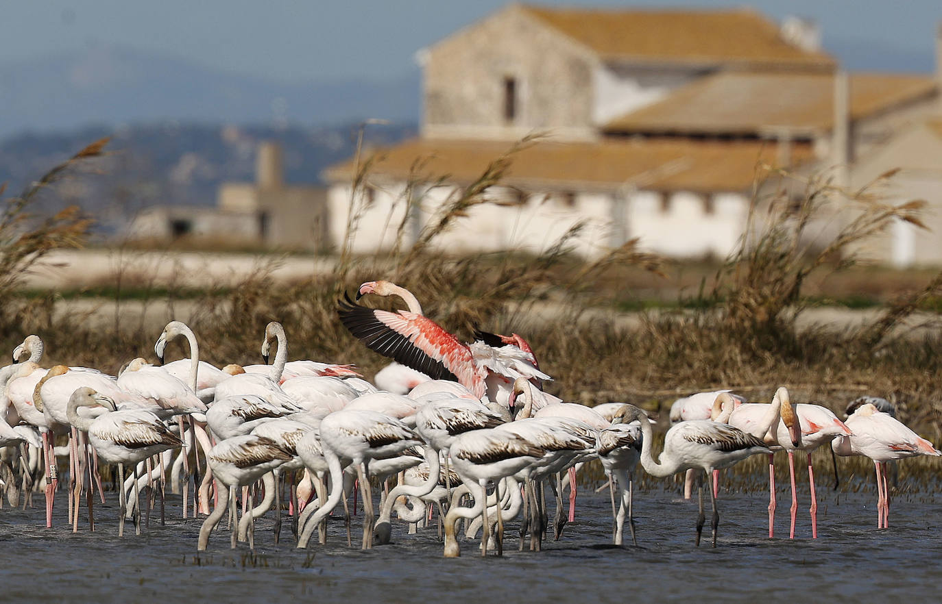 Fotos: La Albufera de Valencia brilla con luz propia