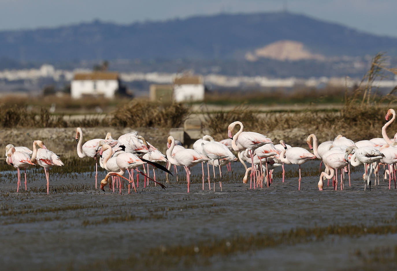 Fotos: La Albufera de Valencia brilla con luz propia