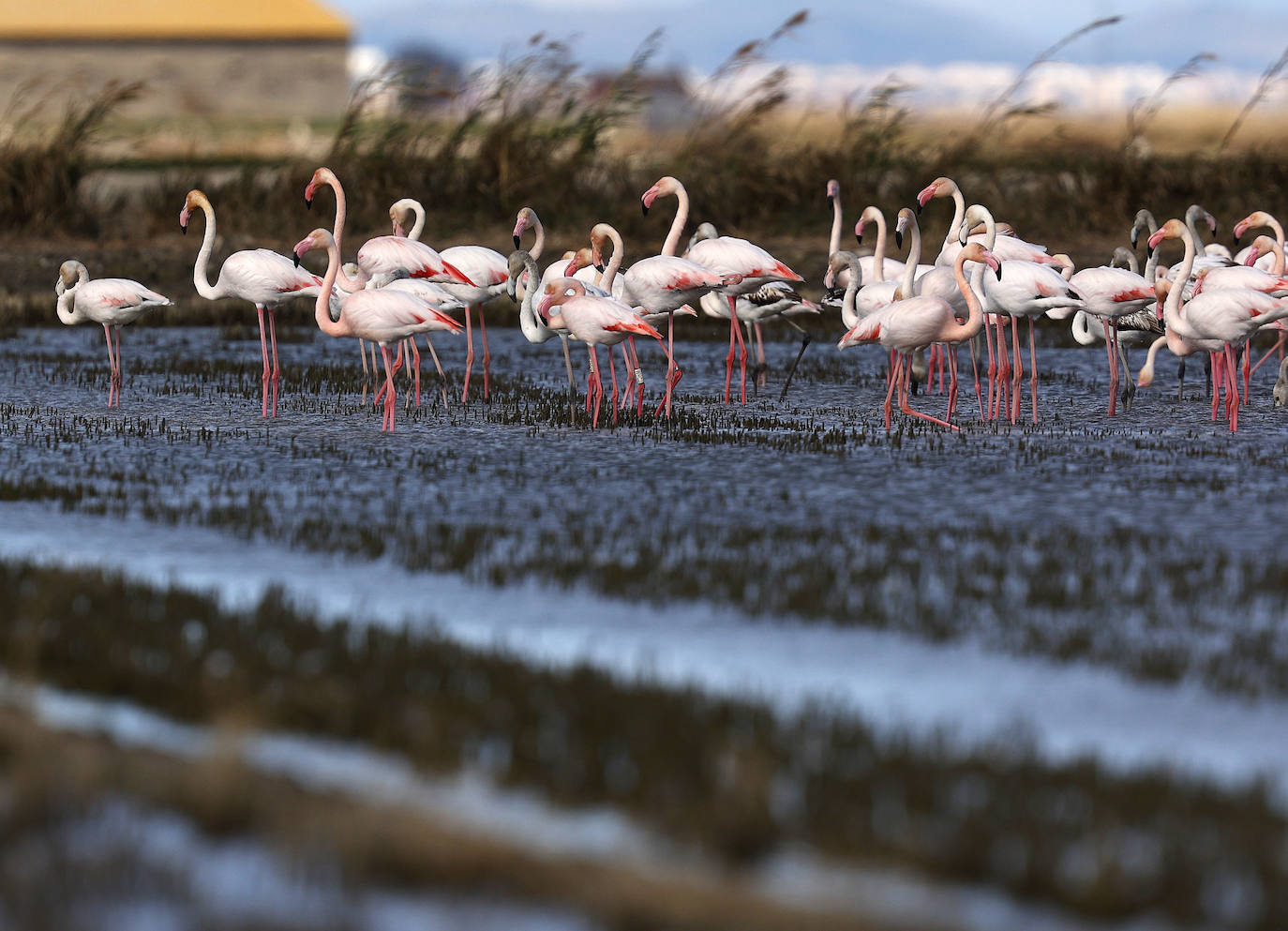 Fotos: La Albufera de Valencia brilla con luz propia