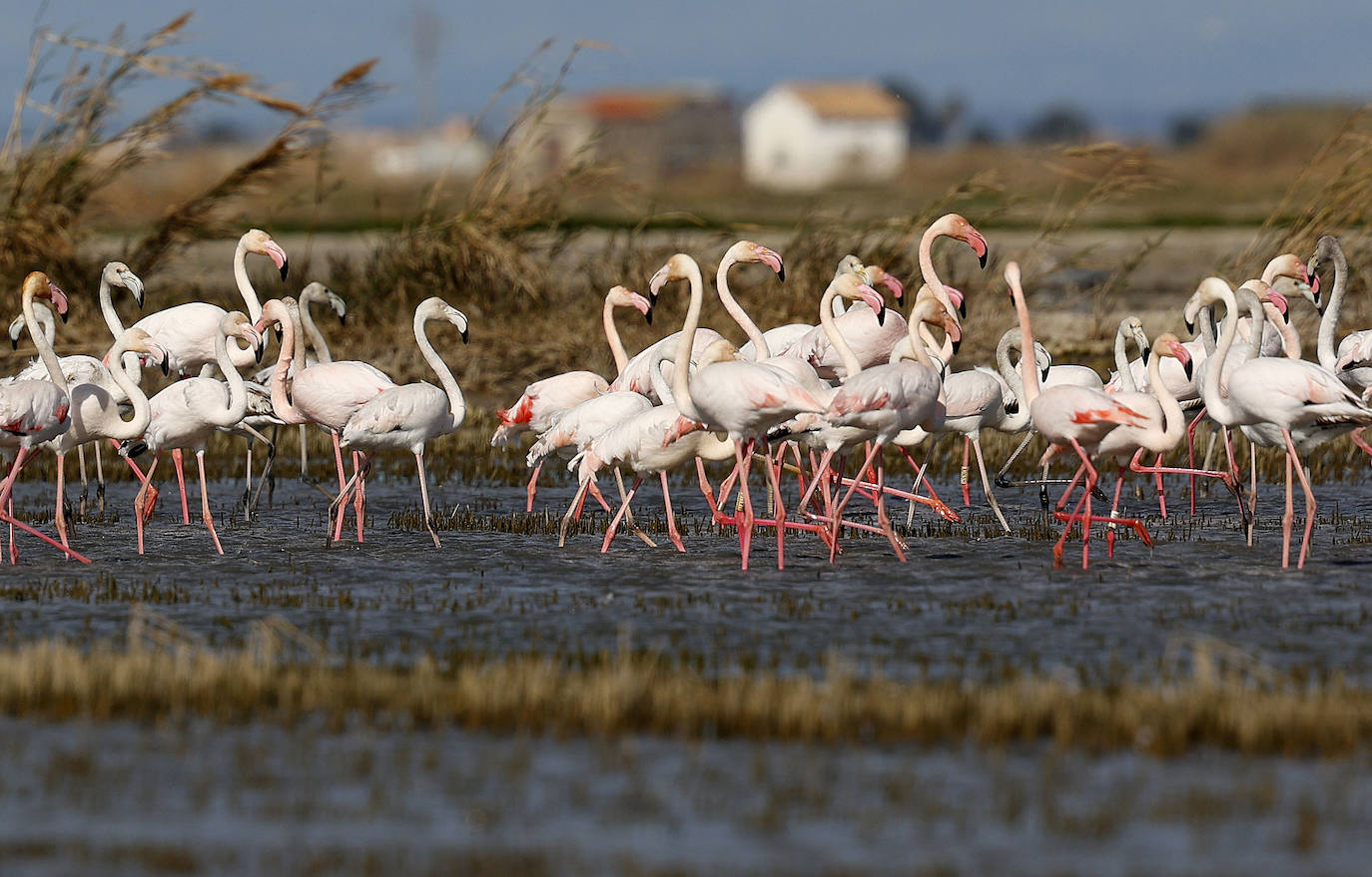 Fotos: La Albufera de Valencia brilla con luz propia