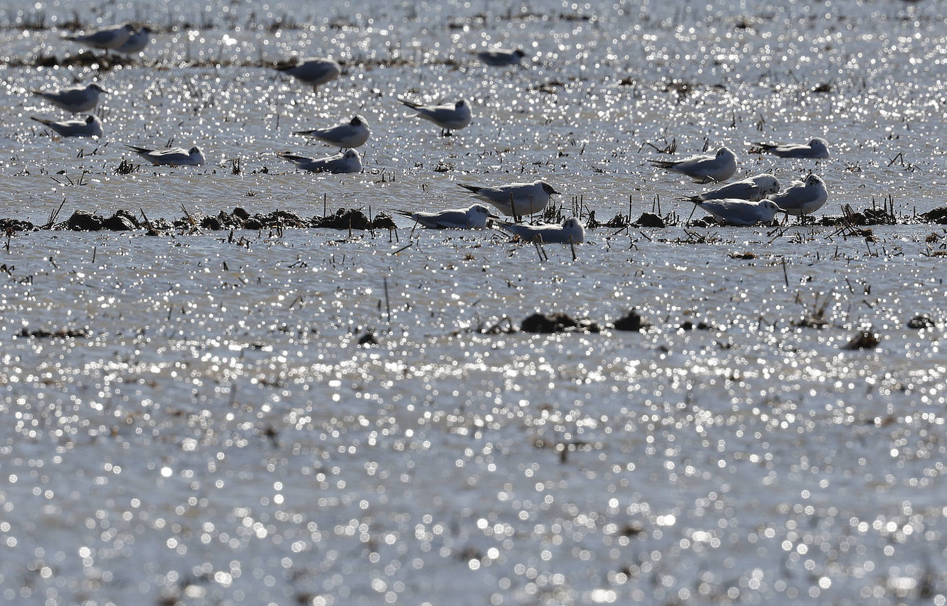 Fotos: La Albufera de Valencia brilla con luz propia