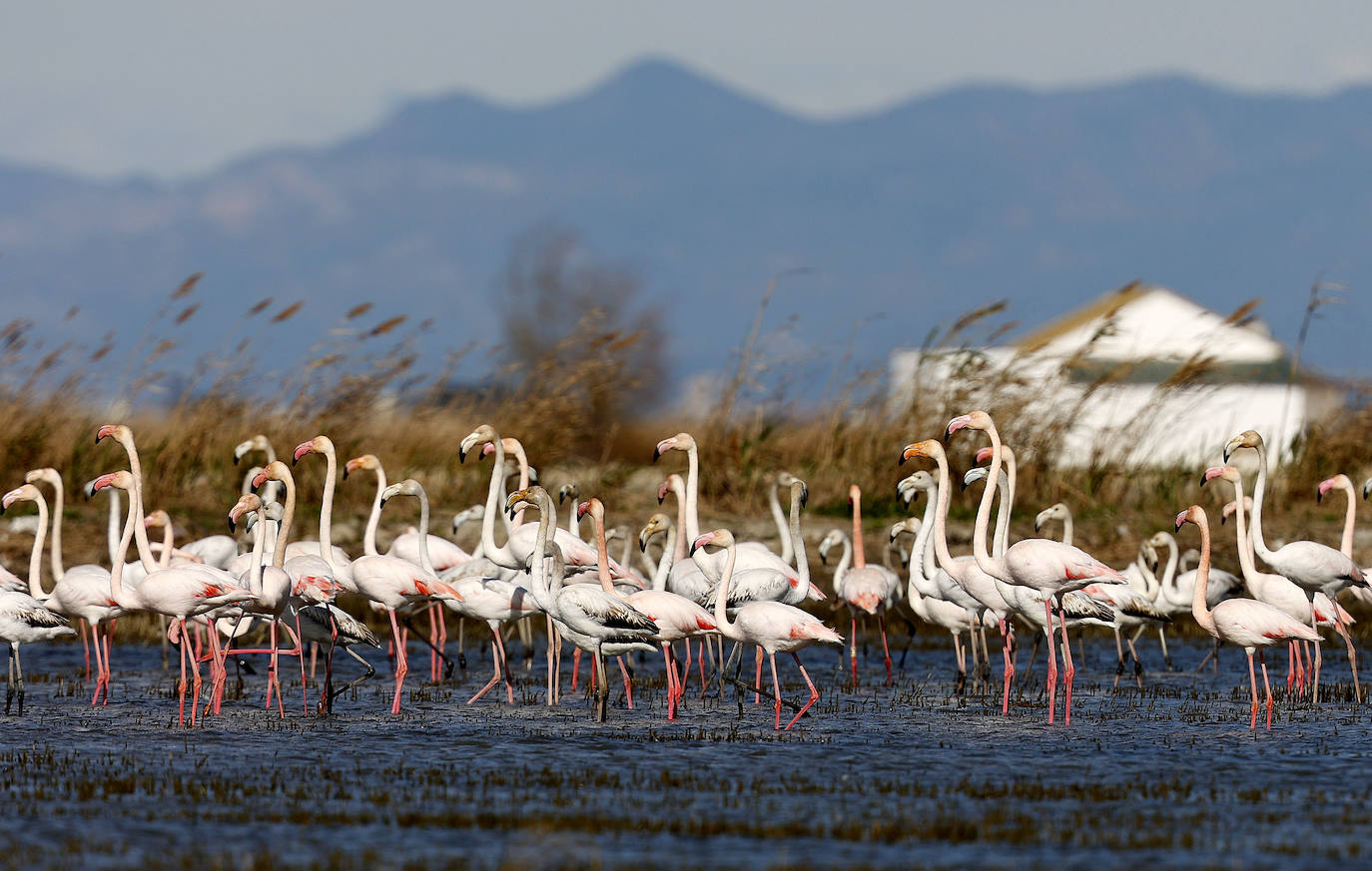 Fotos: La Albufera de Valencia brilla con luz propia