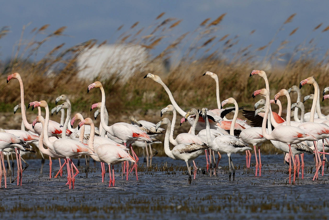 Fotos: La Albufera de Valencia brilla con luz propia