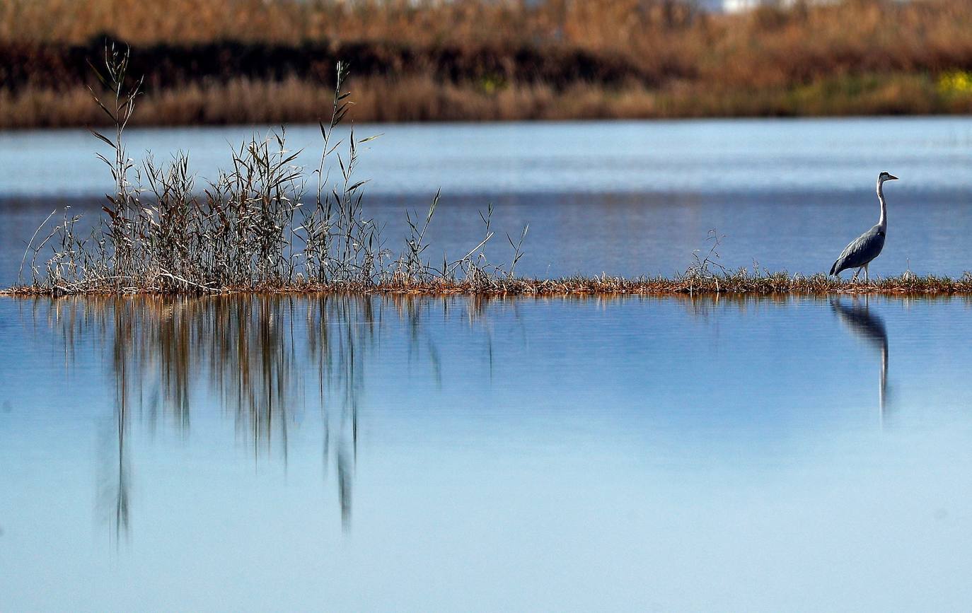 Fotos: La Albufera de Valencia brilla con luz propia