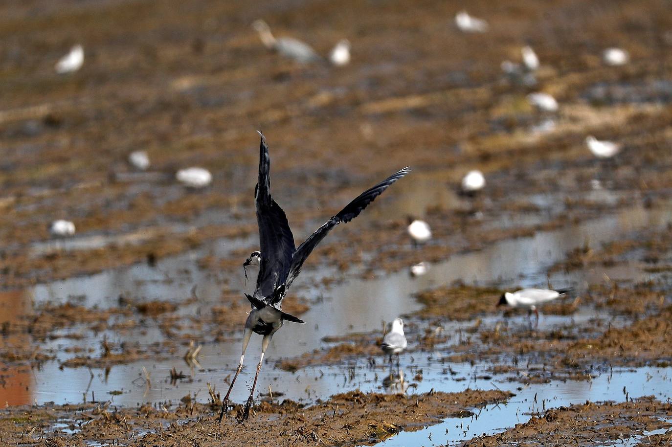 Fotos: La Albufera de Valencia brilla con luz propia