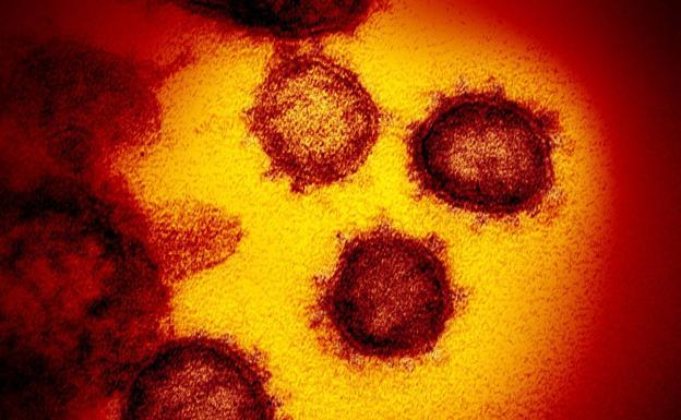 Así es la mutación de coronavirus detectada en la Comunitat