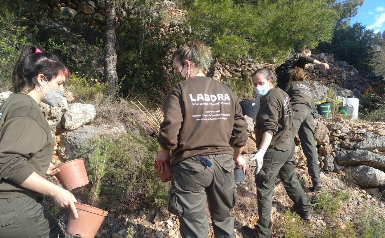 Alumnos del taller de ocupación trabajando en labores de reforestación en Tavernes. 