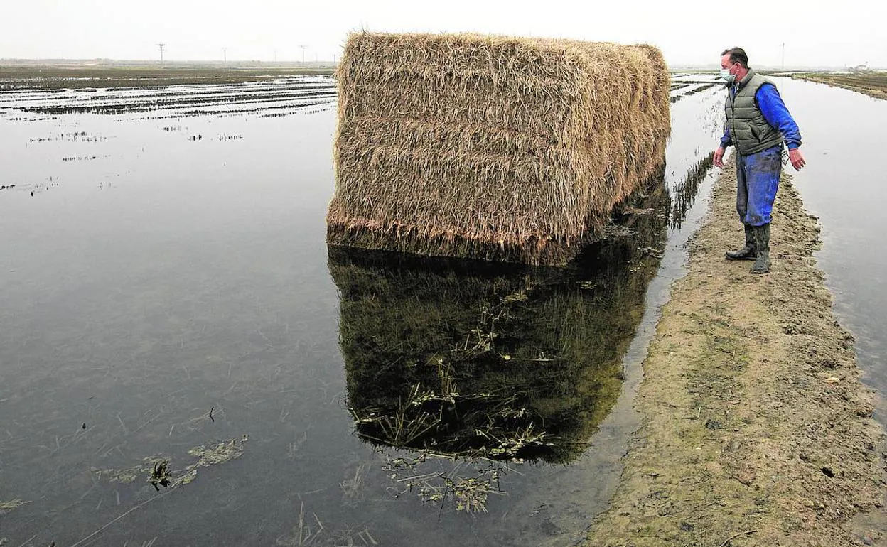 La Albufera se cubre de aguas negras | Las Provincias