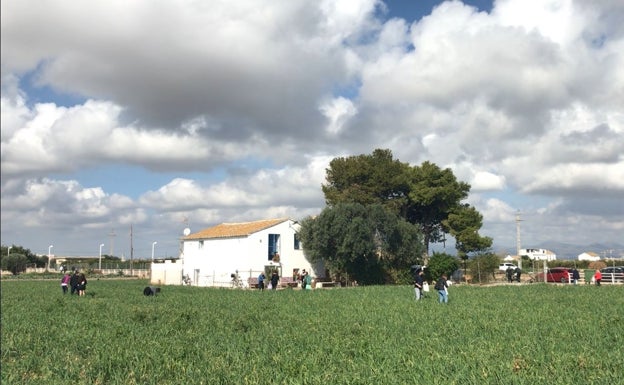 Imagen principal - Los vecinos recogiendo las cebollas durante estos días. 