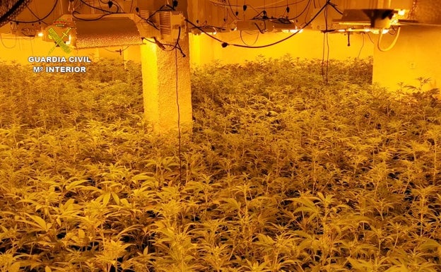 En una de las salas había 850 plantas de marihuana. 