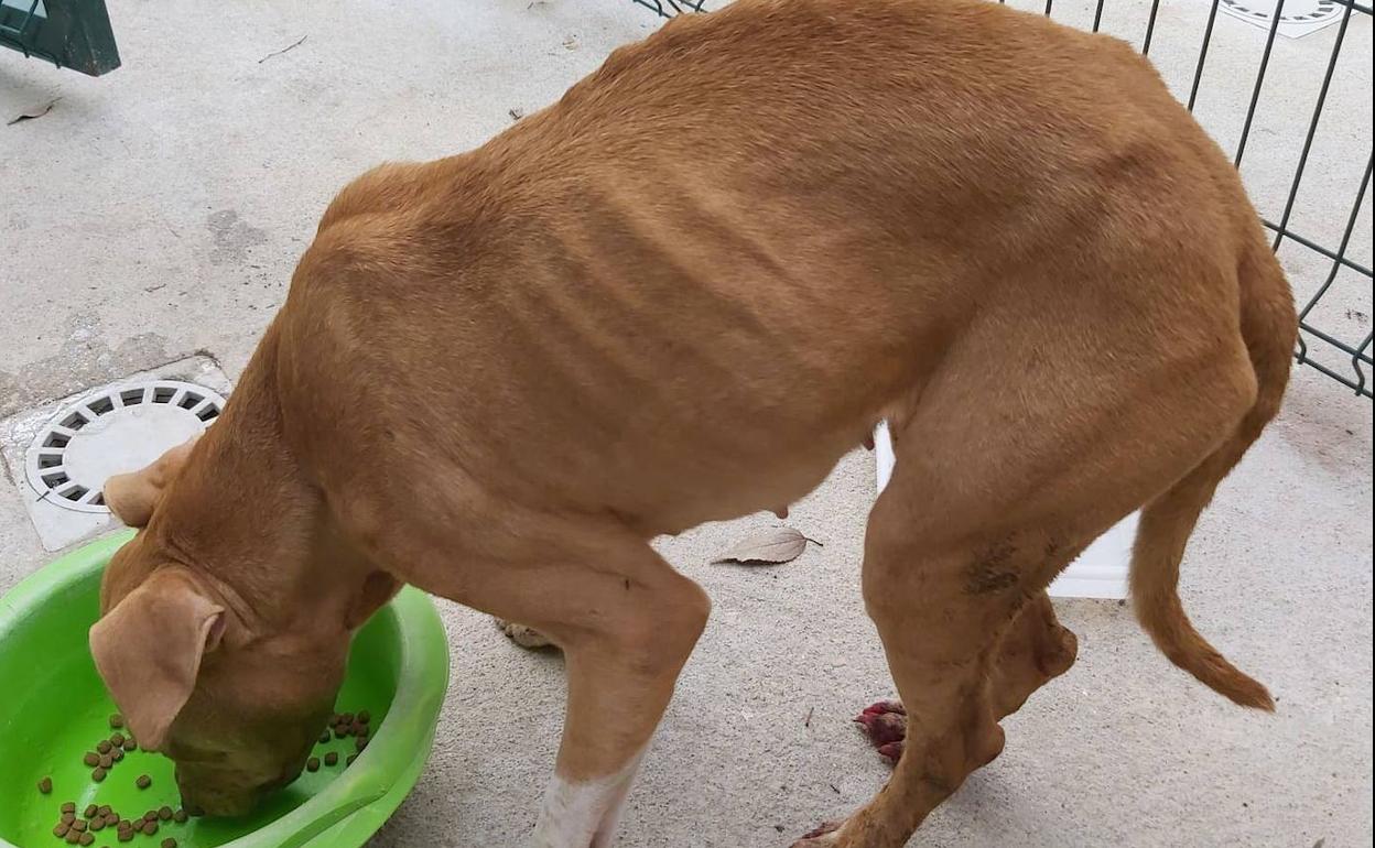 Perro rescatado en Bellreguard que había sufridos malos tratos. 