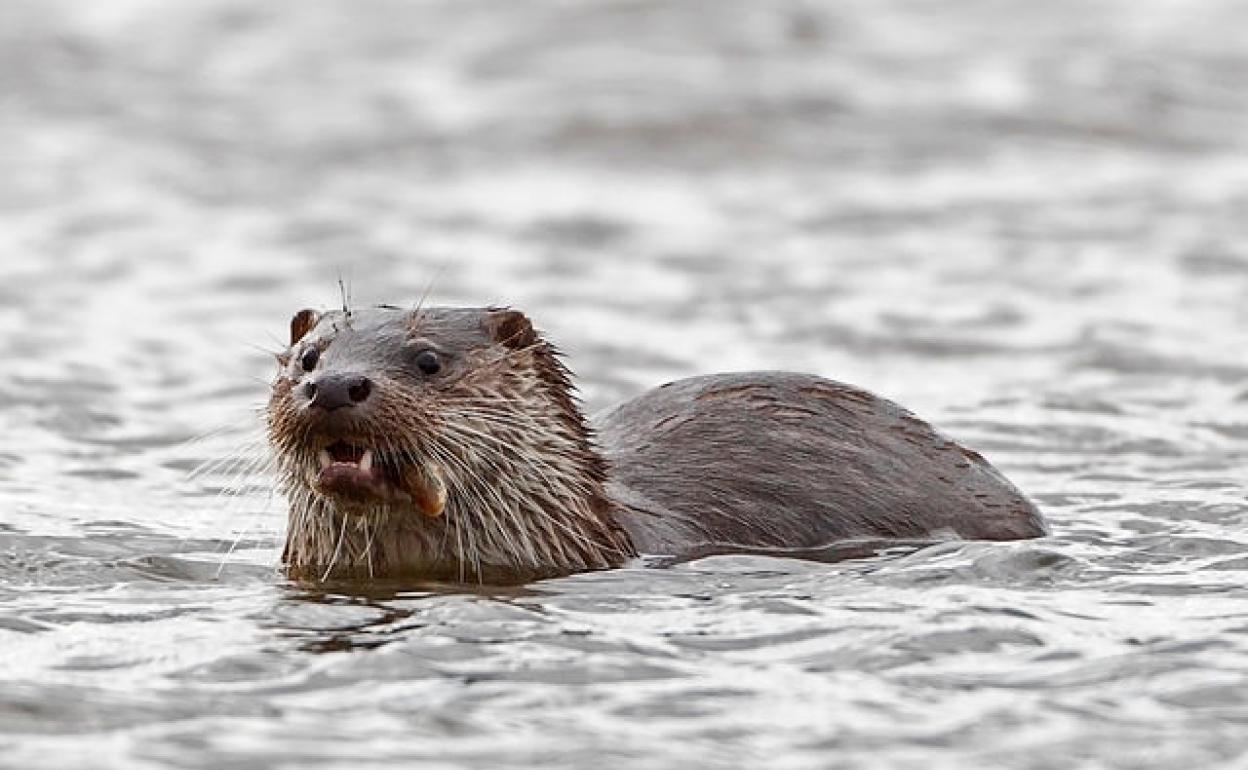 Una nutria europea.