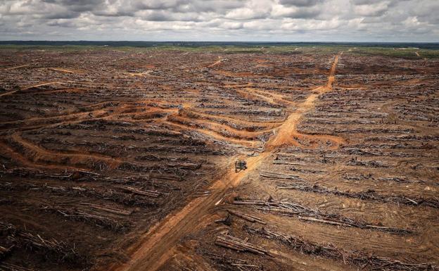 ¿Qué tiene que ver la deforestación con la covid-19?