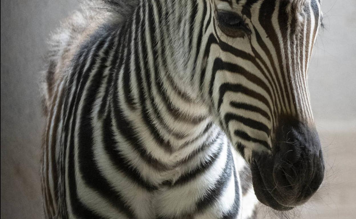 La nueva cebra del Bioparc