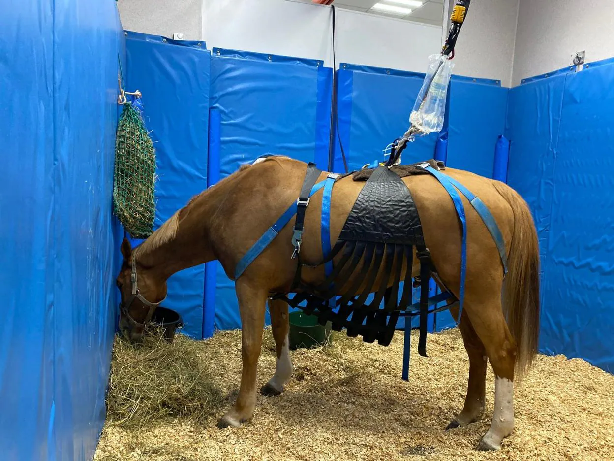 Un caballo, recuperándose en el hospital veterinario. U.C.C.H.