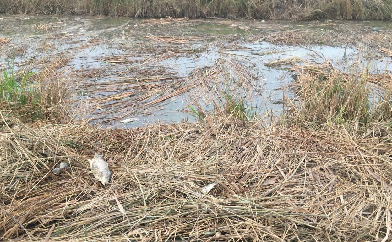 Peces muertos en la acequia Carrera de la Reina. 