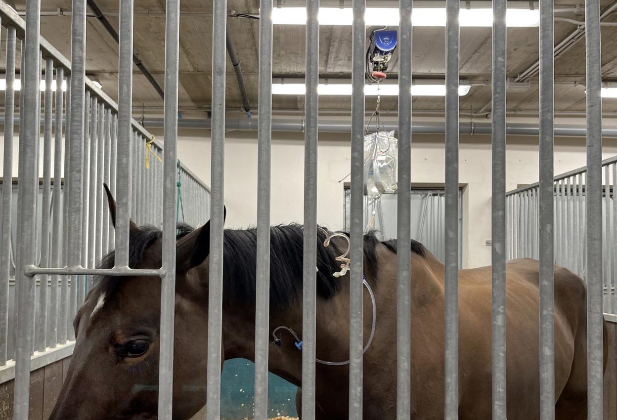 p En el hospital. Un caballo, recuperándose en una de las cuadras del hospital veterinario de la Universidad Cardenal Herrera. UCH-CEU