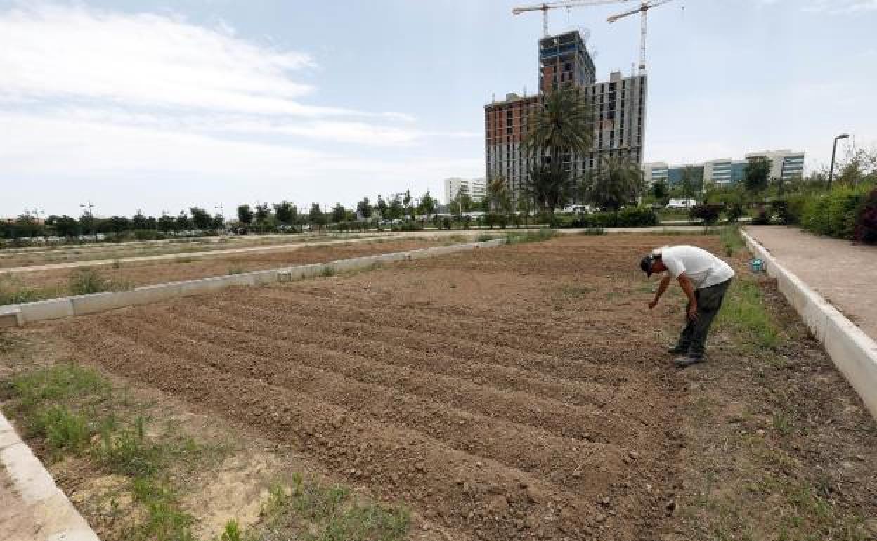 Algunos de los campos para huertos urbanos en Malilla, ayer por la mañana