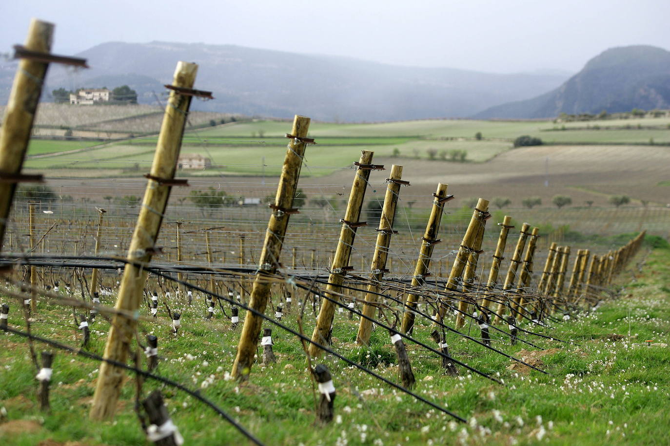 Los términos de Moixent, La Font de la Figuera y Fontanars dels Alforins aglutinan una distinguida concentración de masías históricas y campos de vid, cereal, almendros, olivos y frutales que forman un mosaico sin parangón y se intercalan con núcleos de pinada y serpenteantes caminos que se adentran entre parcelas, ribeteados de cipreses. Este rincón valenciano, conocido como les Terres dels Aforins y que guarda en su centro el valle de Les Alcusses, está repleto de belleza y encantos, que le hicieron merecer hace tiempo el sobrenombre de la 'Toscana valenciana'.