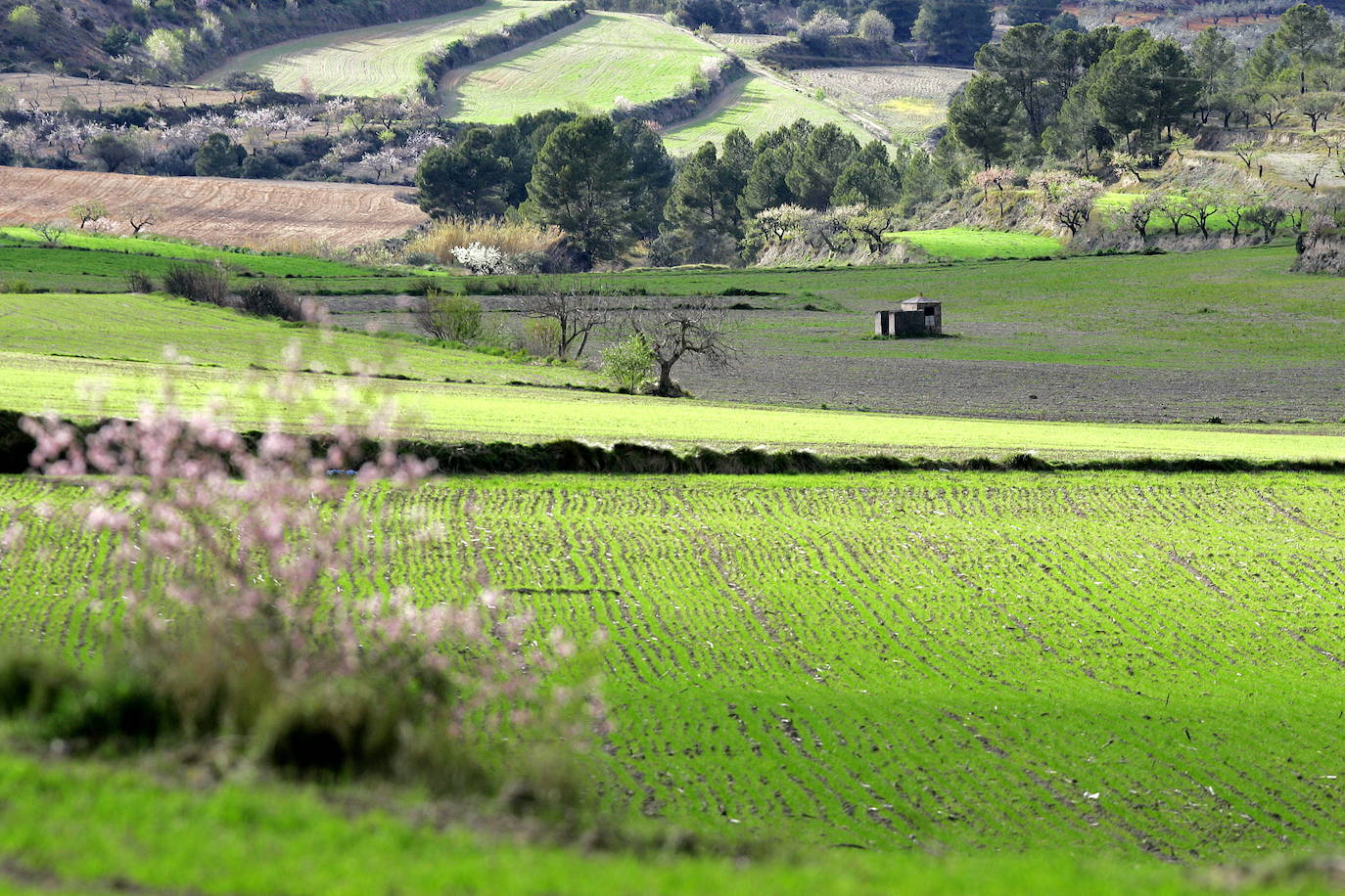 Los términos de Moixent, La Font de la Figuera y Fontanars dels Alforins aglutinan una distinguida concentración de masías históricas y campos de vid, cereal, almendros, olivos y frutales que forman un mosaico sin parangón y se intercalan con núcleos de pinada y serpenteantes caminos que se adentran entre parcelas, ribeteados de cipreses. Este rincón valenciano, conocido como les Terres dels Aforins y que guarda en su centro el valle de Les Alcusses, está repleto de belleza y encantos, que le hicieron merecer hace tiempo el sobrenombre de la 'Toscana valenciana'.