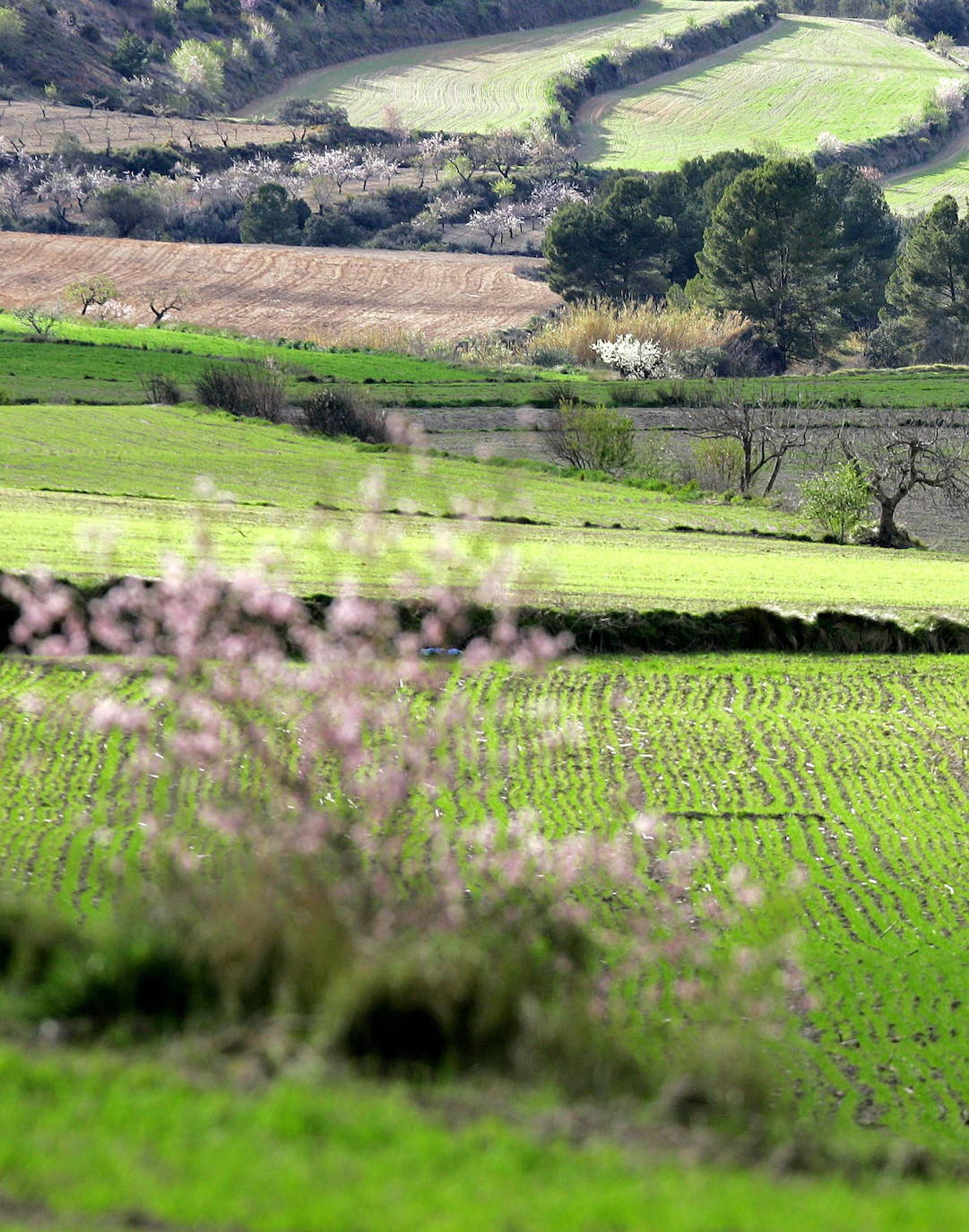 Los términos de Moixent, La Font de la Figuera y Fontanars dels Alforins aglutinan una distinguida concentración de masías históricas y campos de vid, cereal, almendros, olivos y frutales que forman un mosaico sin parangón y se intercalan con núcleos de pinada y serpenteantes caminos que se adentran entre parcelas, ribeteados de cipreses. Este rincón valenciano, conocido como les Terres dels Aforins y que guarda en su centro el valle de Les Alcusses, está repleto de belleza y encantos, que le hicieron merecer hace tiempo el sobrenombre de la 'Toscana valenciana'.