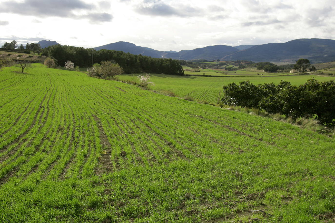 Los términos de Moixent, La Font de la Figuera y Fontanars dels Alforins aglutinan una distinguida concentración de masías históricas y campos de vid, cereal, almendros, olivos y frutales que forman un mosaico sin parangón y se intercalan con núcleos de pinada y serpenteantes caminos que se adentran entre parcelas, ribeteados de cipreses. Este rincón valenciano, conocido como les Terres dels Aforins y que guarda en su centro el valle de Les Alcusses, está repleto de belleza y encantos, que le hicieron merecer hace tiempo el sobrenombre de la 'Toscana valenciana'.