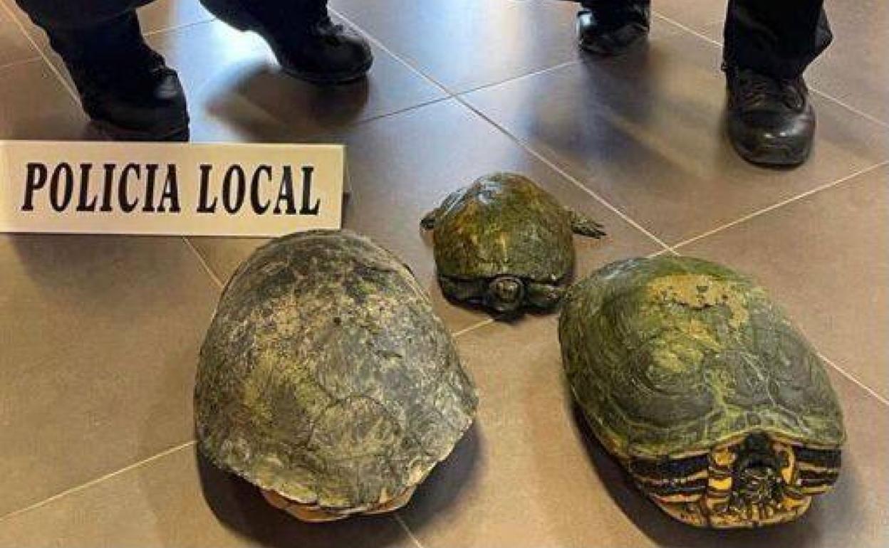 Los tres ejemplares de tortugas, dos de ellos de especies invasoras. 
