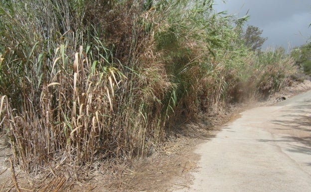 Imagen actual de una de las zonas de vegetación descuidada en Teulada Moraira.