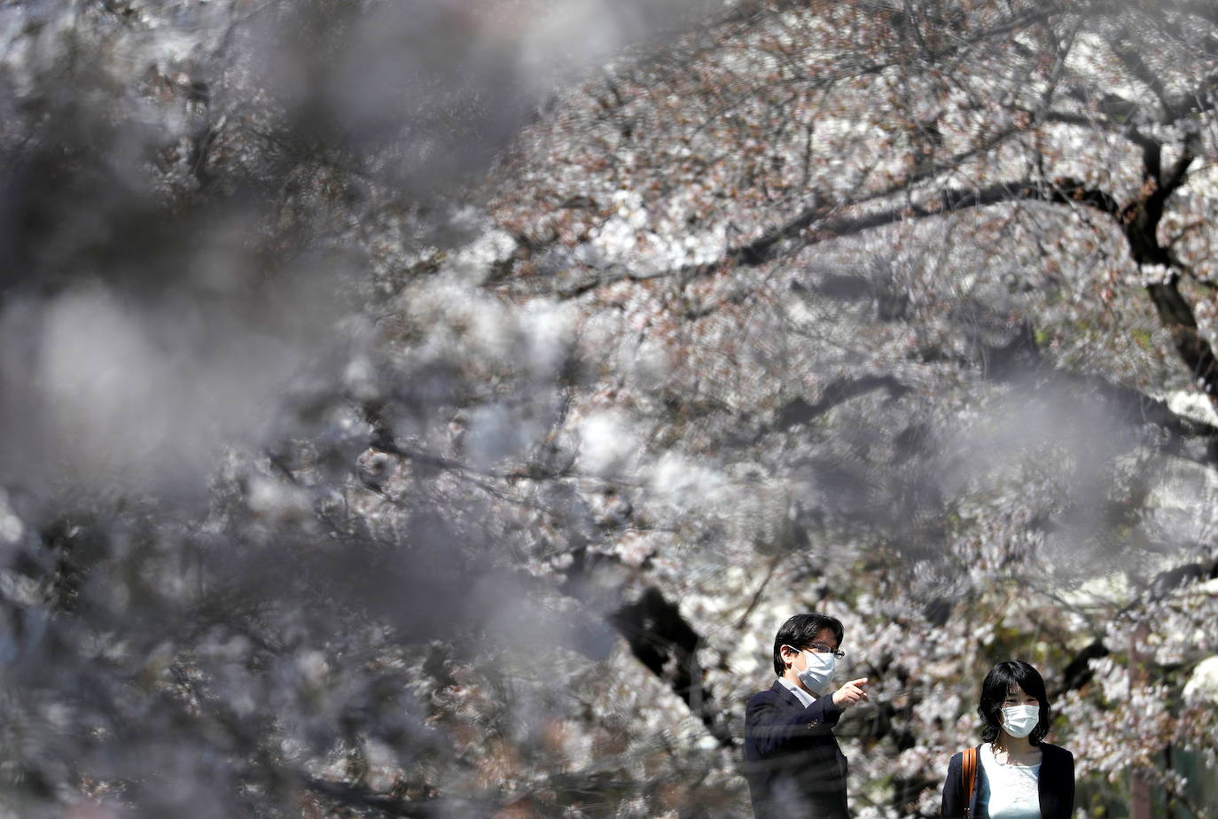 Con la primavera llega el 'Sakura' a Tokio, y a otros lugares del mundo. O lo que es lo mismo: la floración de los cerezos. Los colores que regalan hacen de Japón uno de los destinos turísticos preferidos por los viajeros