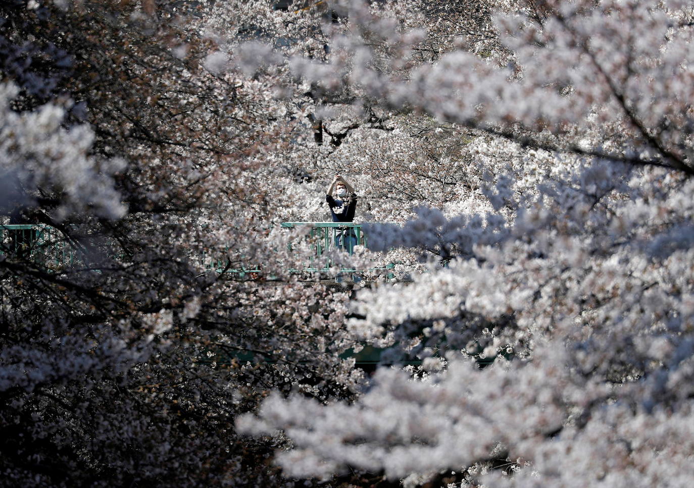 Con la primavera llega el 'Sakura' a Tokio, y a otros lugares del mundo. O lo que es lo mismo: la floración de los cerezos. Los colores que regalan hacen de Japón uno de los destinos turísticos preferidos por los viajeros