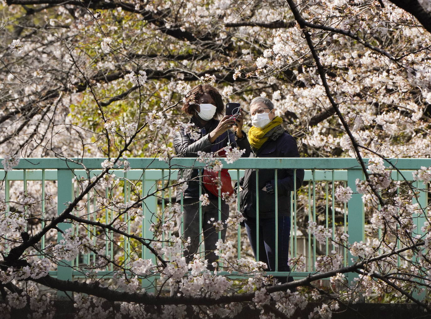 Con la primavera llega el 'Sakura' a Tokio, y a otros lugares del mundo. O lo que es lo mismo: la floración de los cerezos. Los colores que regalan hacen de Japón uno de los destinos turísticos preferidos por los viajeros