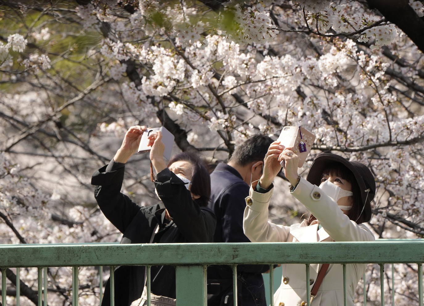 Con la primavera llega el 'Sakura' a Tokio, y a otros lugares del mundo. O lo que es lo mismo: la floración de los cerezos. Los colores que regalan hacen de Japón uno de los destinos turísticos preferidos por los viajeros