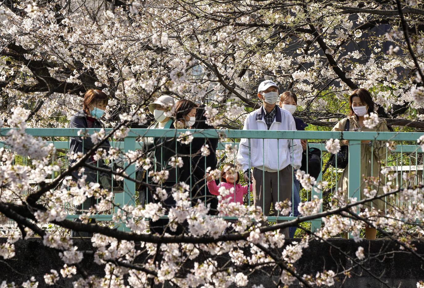 Con la primavera llega el 'Sakura' a Tokio, y a otros lugares del mundo. O lo que es lo mismo: la floración de los cerezos. Los colores que regalan hacen de Japón uno de los destinos turísticos preferidos por los viajeros