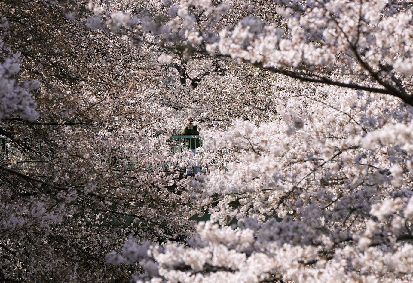 Con la primavera llega el 'Sakura' a Tokio, y a otros lugares del mundo. O lo que es lo mismo: la floración de los cerezos. Los colores que regalan hacen de Japón uno de los destinos turísticos preferidos por los viajeros