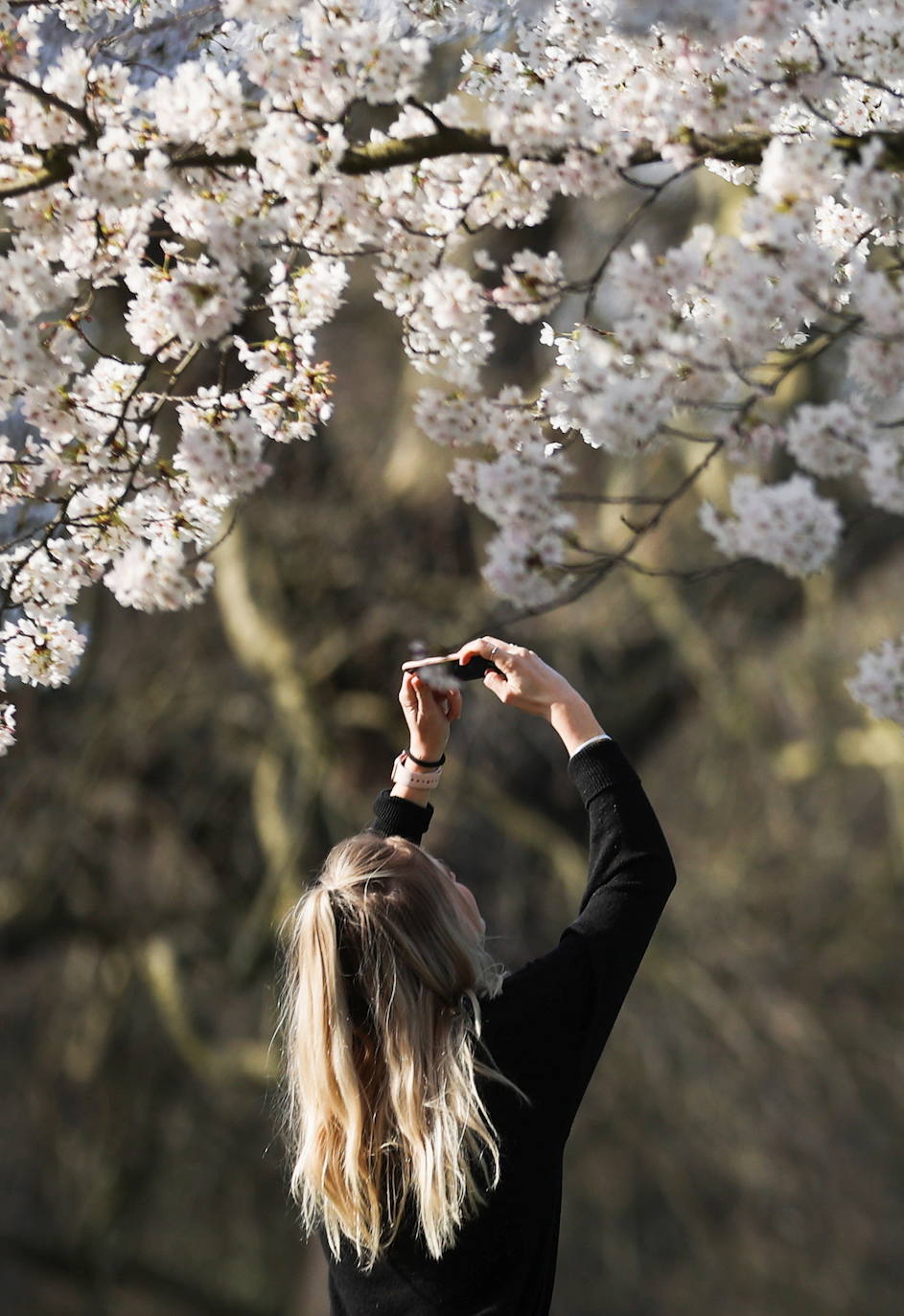 Con la primavera llega el 'Sakura' a Tokio, y a otros lugares del mundo. O lo que es lo mismo: la floración de los cerezos. Los colores que regalan hacen de Japón uno de los destinos turísticos preferidos por los viajeros