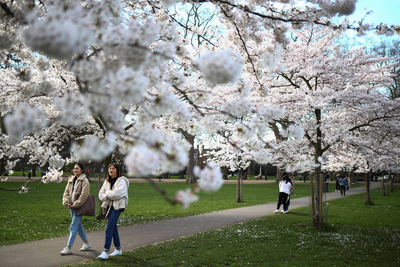 Con la primavera llega el 'Sakura' a Tokio, y a otros lugares del mundo. O lo que es lo mismo: la floración de los cerezos. Los colores que regalan hacen de Japón uno de los destinos turísticos preferidos por los viajeros