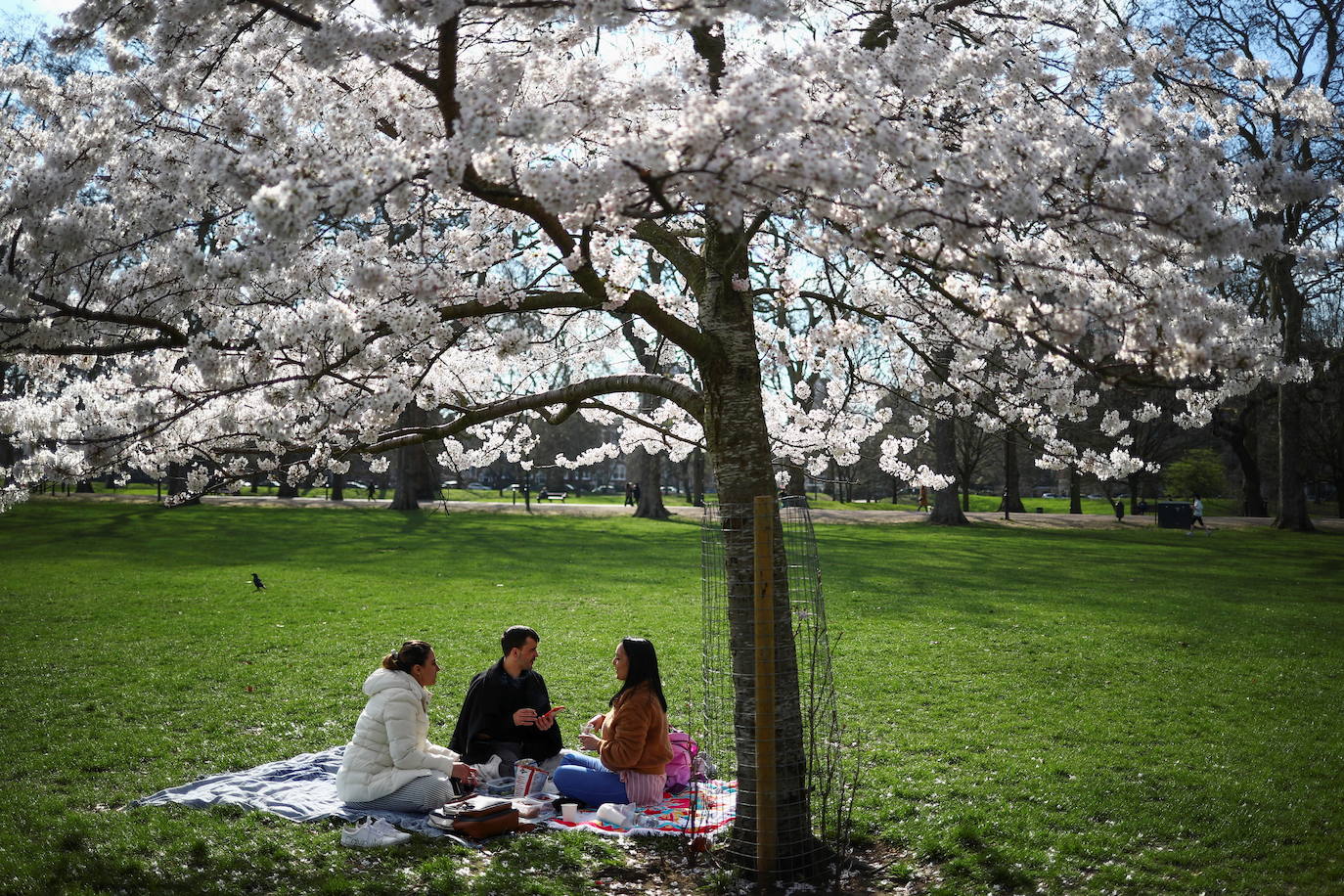 Con la primavera llega el 'Sakura' a Tokio, y a otros lugares del mundo. O lo que es lo mismo: la floración de los cerezos. Los colores que regalan hacen de Japón uno de los destinos turísticos preferidos por los viajeros