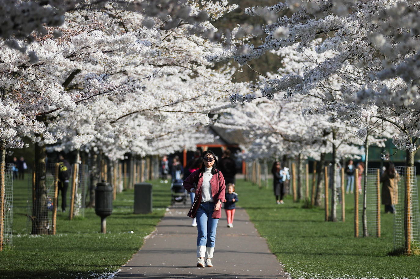 Con la primavera llega el 'Sakura' a Tokio, y a otros lugares del mundo. O lo que es lo mismo: la floración de los cerezos. Los colores que regalan hacen de Japón uno de los destinos turísticos preferidos por los viajeros