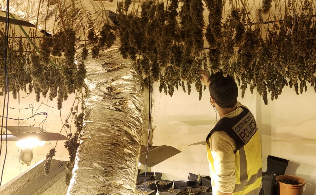 Plantación de marihuana hallada en Gandia por la Policía Nacional. 