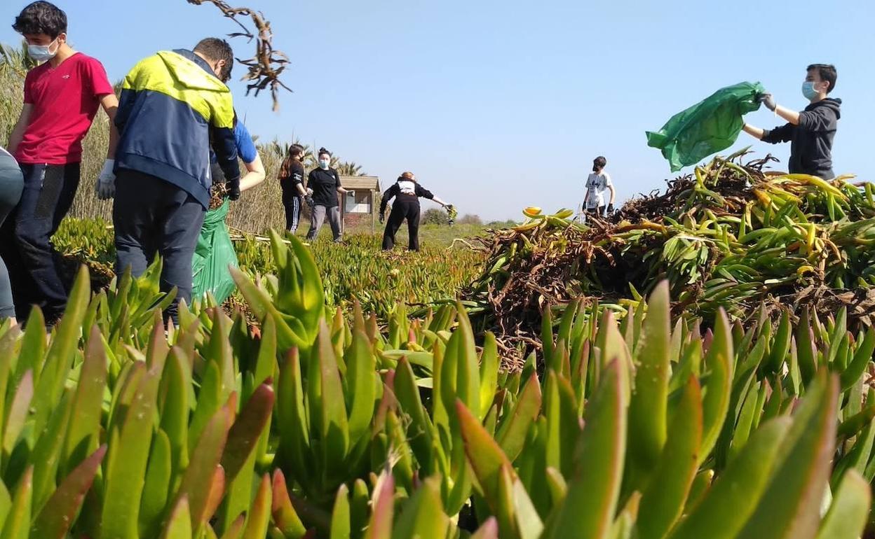 Los voluntarios quitan las especies invasoras en la playa de Meliana. 