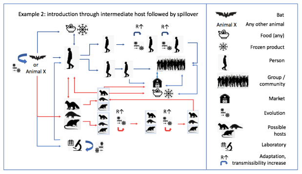 Esquema de la hipóstesis que incluye un animal «intermediario» en el contagio del cirus de murciélagos a humanos.