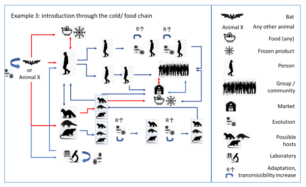 Esquema de la OMS que explica la posible transmisión a través de contaminación alimentaria.