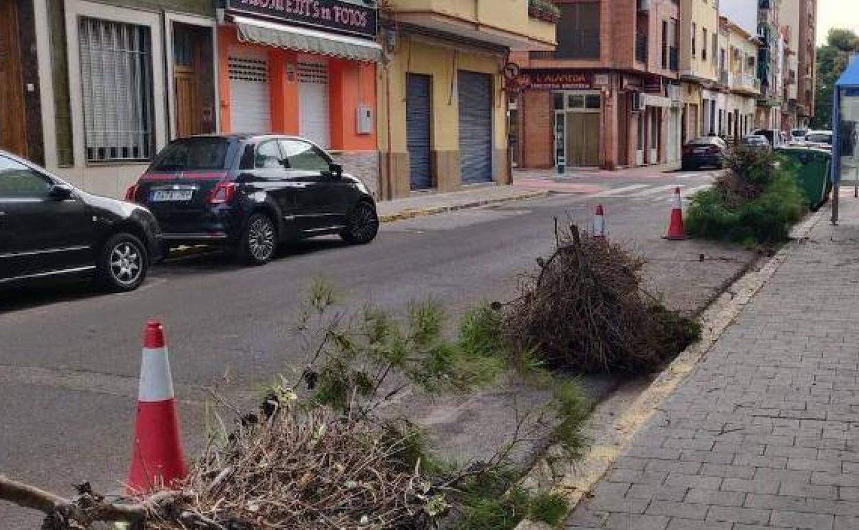 Algunos de los nidos que se retiraron de los pinos en Foios el año pasado. 