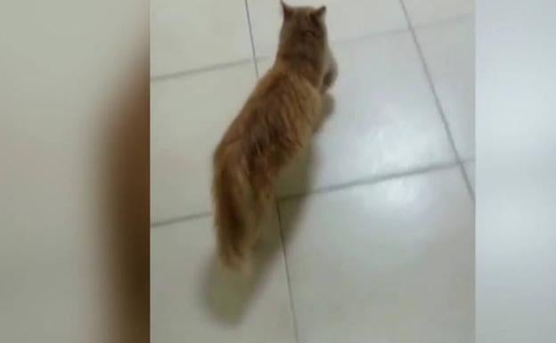 Una gata lleva a sus crías enfermas hasta una clínica veterinaria