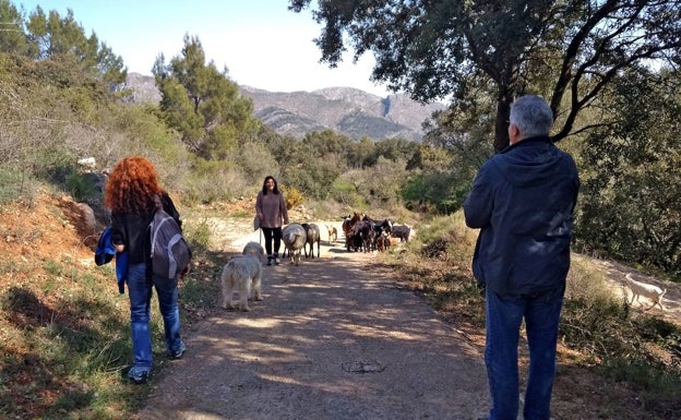 Unos excursionistas se cruzan con una pastora y su rebaño en un camino de la Vall de Laguar. 