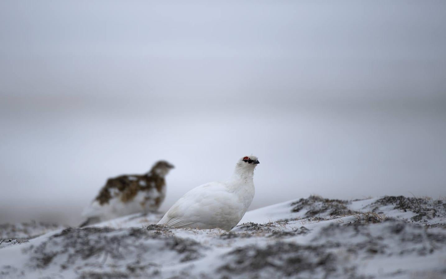 Fotos: Las impresionantes imágenes de naturaleza extrema en la isla de Svalbard